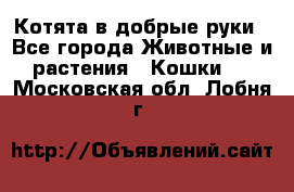 Котята в добрые руки - Все города Животные и растения » Кошки   . Московская обл.,Лобня г.